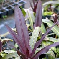 Eucomis comosa