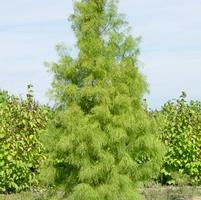Taxodium ascendens 'Morris'