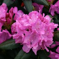Rhododendron c. 'Roseum Elegans'
