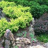 Berberis thunbergii 'Bogozam'
