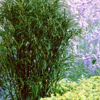 Rhamnus frangula 'Ron Williams'