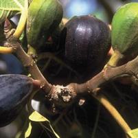 Ficus carica 'LSU Purple'