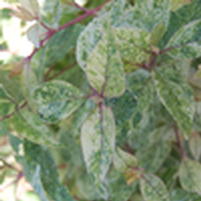 Callicarpa dichotoma 'sPg-3-013'