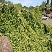 Taxodium distichum 'Cascade Falls'