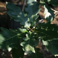 Quercus robur