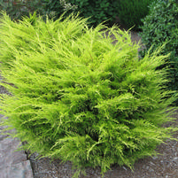 Juniperus chinensis 'Nedsyelo'