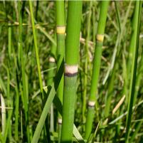 Equisetum hyemale