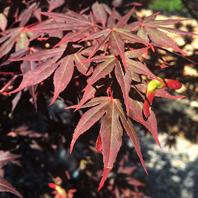 Acer palmatum 'JN4'