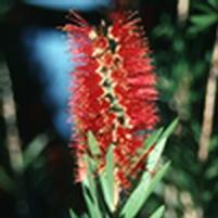 Callistemon citrinus