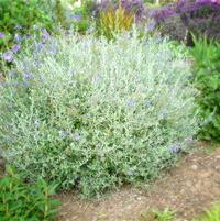 Teucrium fruticans 'Azureum'
