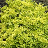 Berberis thunbergii 'Aurea'
