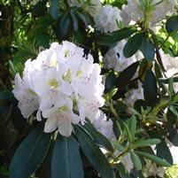 Rhododendron 'Catawbiense Grandiflorum'