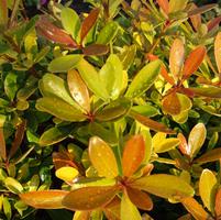 Ternstroemia gymnanthera 'HOHB'