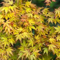 Acer palmatum 'Akane'