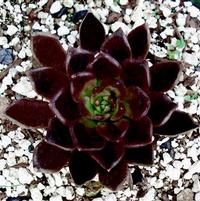Echeveria 'Black Prince'