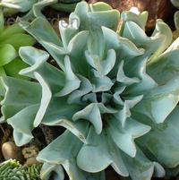 Echeveria runyonii 'Topsy Turvy'