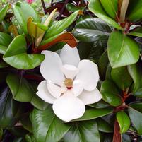 Magnolia grandiflora 'Southern Charm'