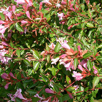 Abelia x 'Edward Goucher'
