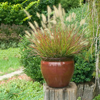 Pennisetum alopecuroides 'Burgundy Bunny'