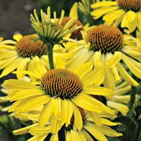 Echinacea 'Cleopatra'