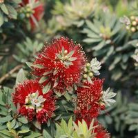 Callistemon citrinus 'Little John'