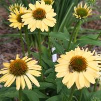 Echinacea 'Balsomselo'