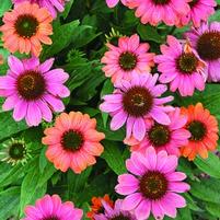 Echinacea 'Balsomcor'