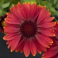 Gaillardia aristata 'Arizona Red Shades'