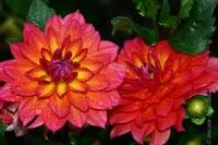 Dahlia 'Fire Pot'