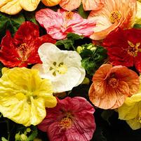 Abutilon hybridum 'Bella Select Mix'