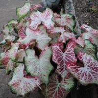 Caladium 'Peppermint'