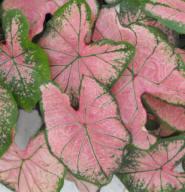Caladium 'Pink Splash'