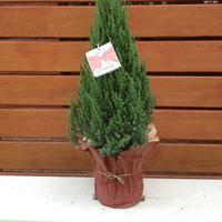 Juniperus chinensis 'Blue Point'