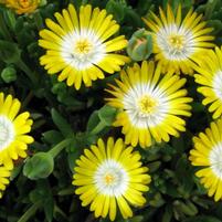Delosperma cooperi 'Jewel of Desert Peridot'