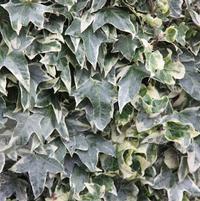Hedera helix 'Glacier'