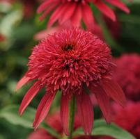 Echinacea purpurea 'Balscanery'
