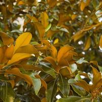 Magnolia grandiflora 'Bracken's Brown Beauty'