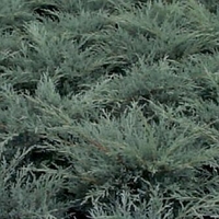 Juniperus chinensis 'Angelica Blue'
