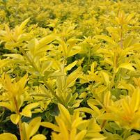Jasminum primulinum (J.mesnyi) 'Sunglo'