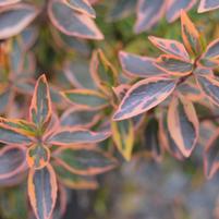 Abelia x grandiflora 'Gretoo'
