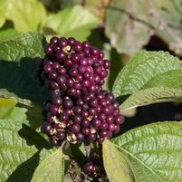 Callicarpa acuminata