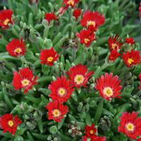 Delosperma cooperi 'Jewel of Desert Garnet'