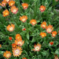 Delosperma cooperi 'Jewel of Desert Topaz'