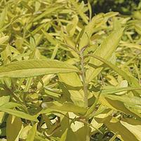 Salix sachalinensis 'Golden Sunshine'