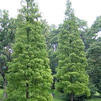 Taxodium ascendens