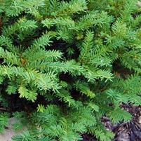 Taxus x media 'Tauntonii'
