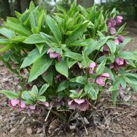 Helleborus orientalis