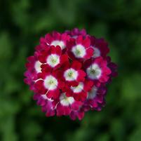 Verbena 'Florabenacher'