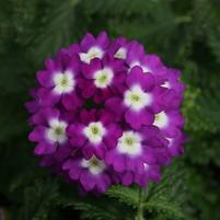 Verbena 'KLEVP12449'