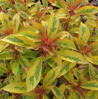 Hamelia patens 'Grelmsiz'